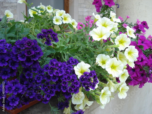 Petunias and verbenas flowers decorating balcony