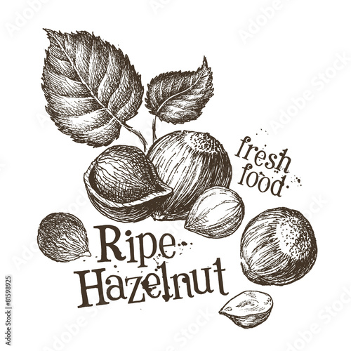 hazelnut vector logo design template. fresh walnut, food or nut