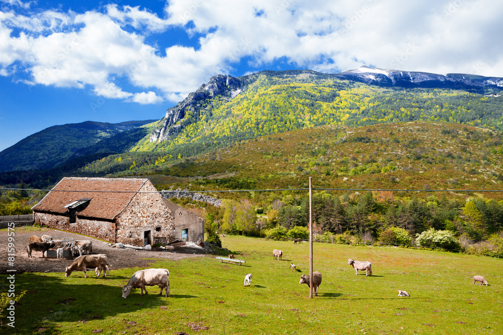 Paisaje de montañas, granja y vacas en campos verdes