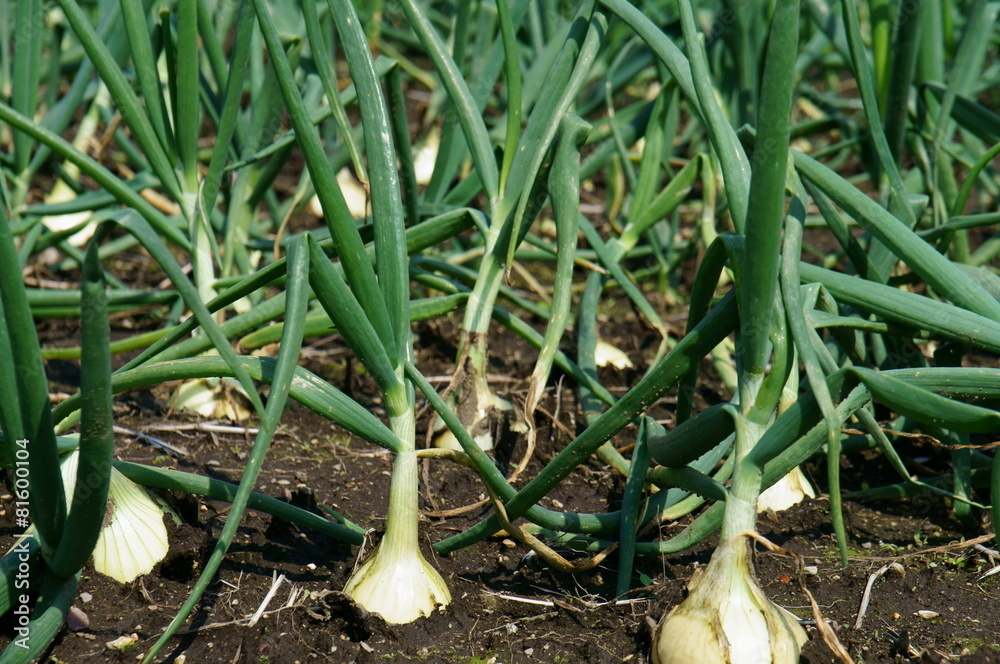 Obraz premium 玉葱畑