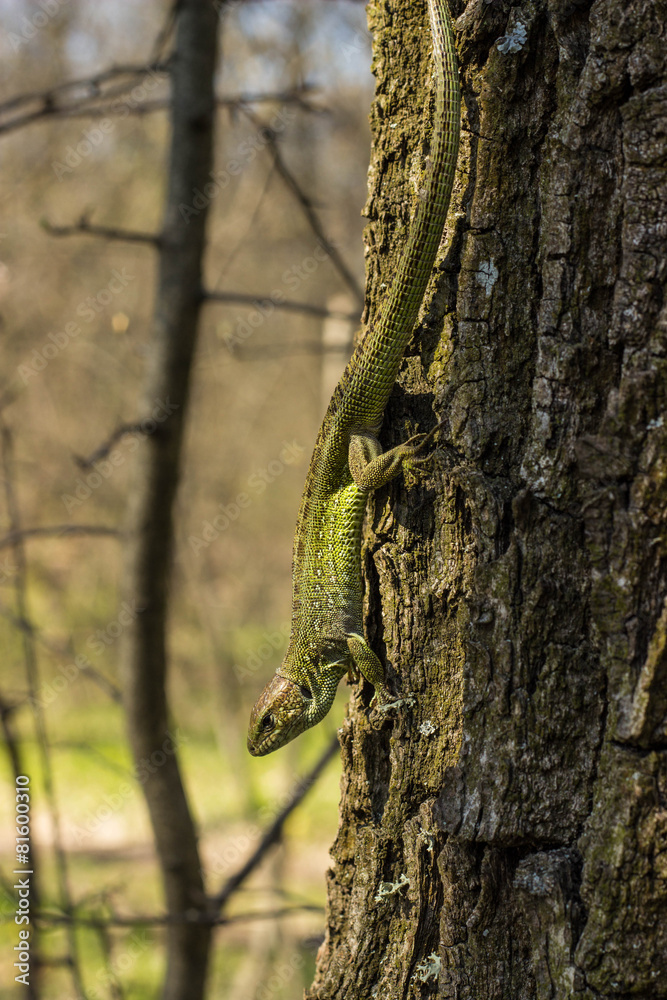 Obraz premium Lizard