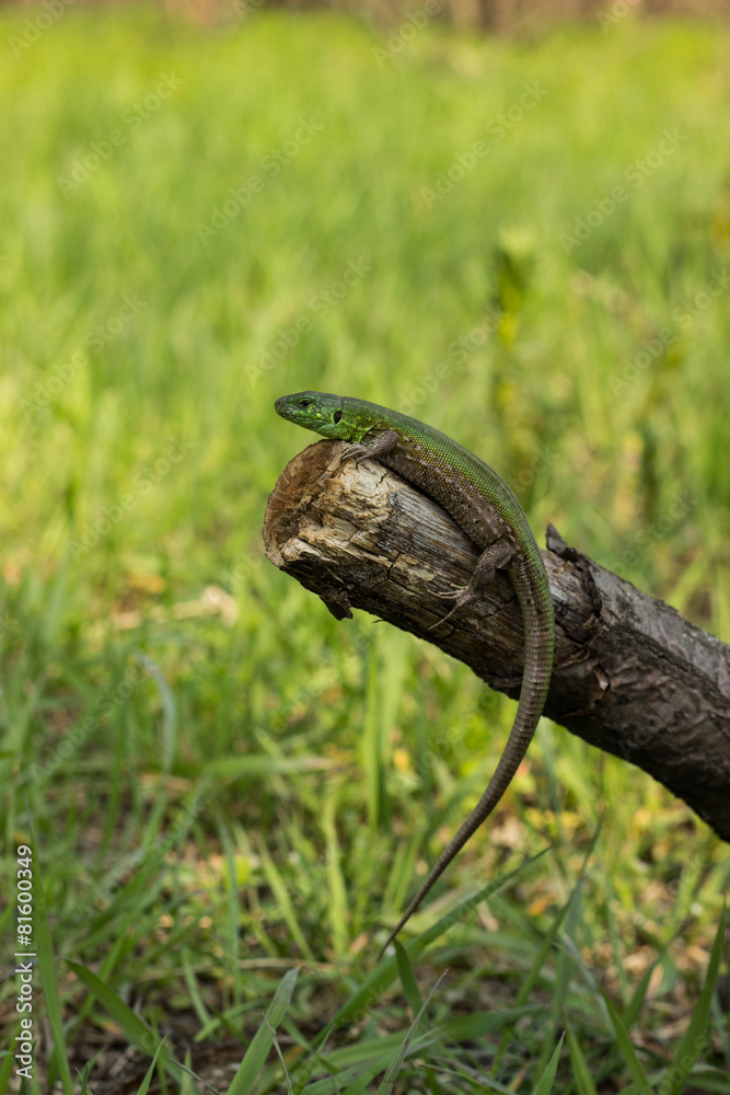 Lizard Lizard