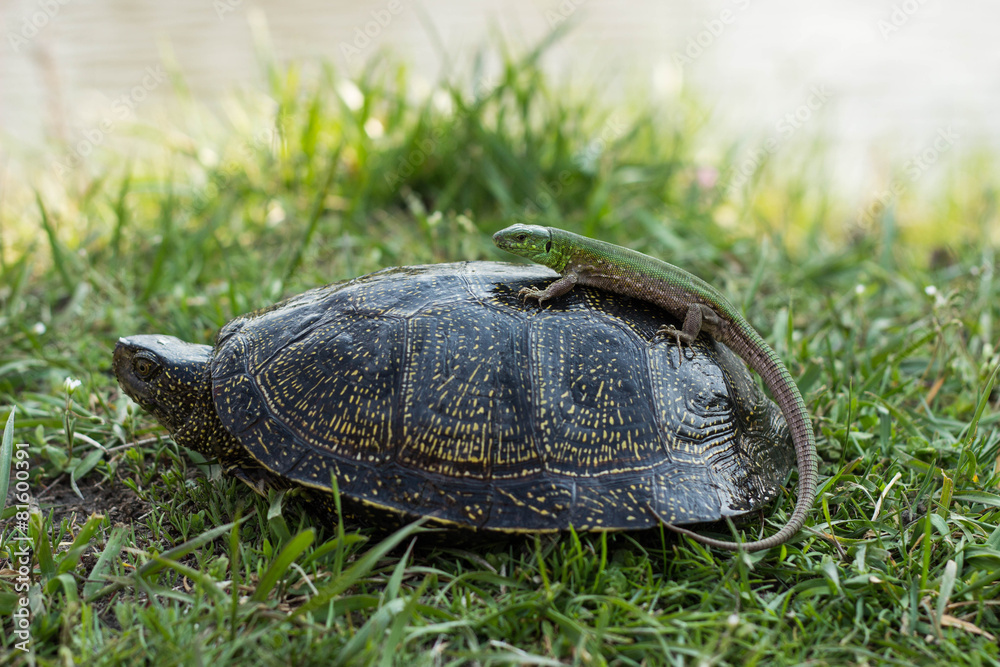 Fototapeta premium lizard riding a turtle.