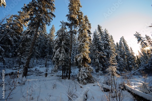 forest winter