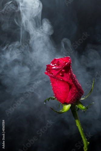 Red rose in clouds of smoke