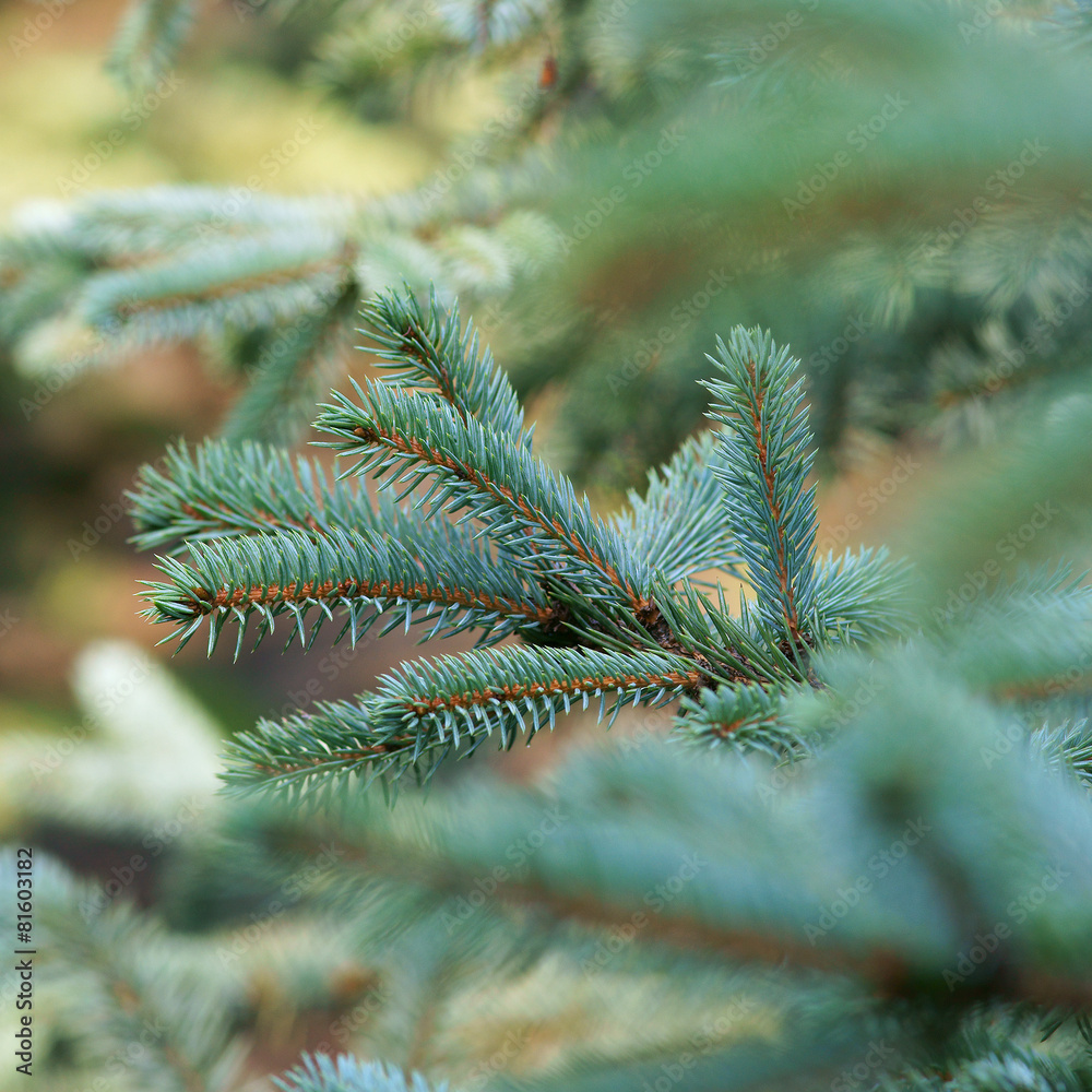 Picea pungens - Blue spruce - obrazy, fototapety, plakaty 