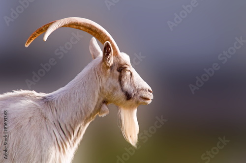 billy goat