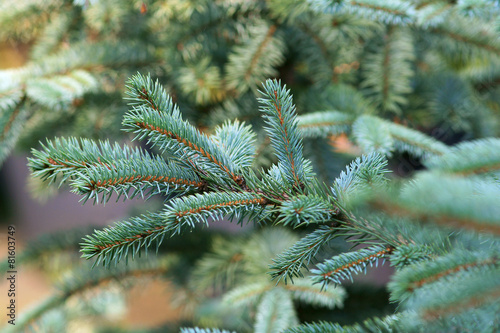 Picea pungens - Blue spruce
