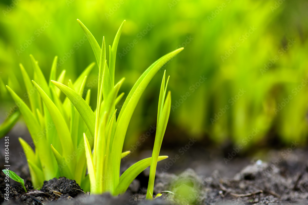 Obraz premium Natural green background