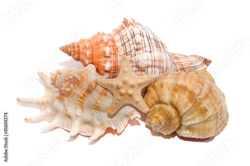 Морские раковины на белом
