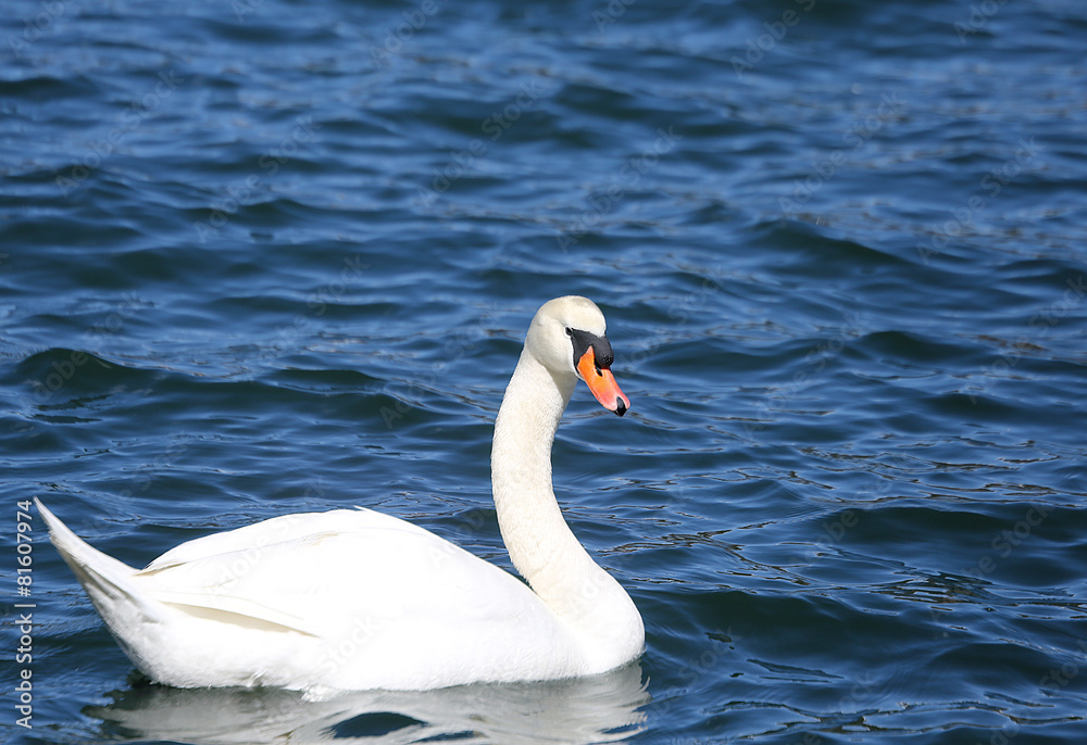 White Swan swimming in the clear water of the pond White Swan swimming in the clear water of the pond