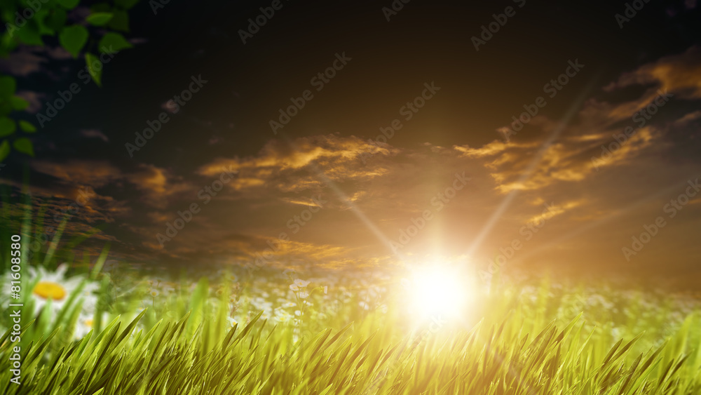 Fototapeta premium Beauty evening on the summer meadow, natural backgrounds