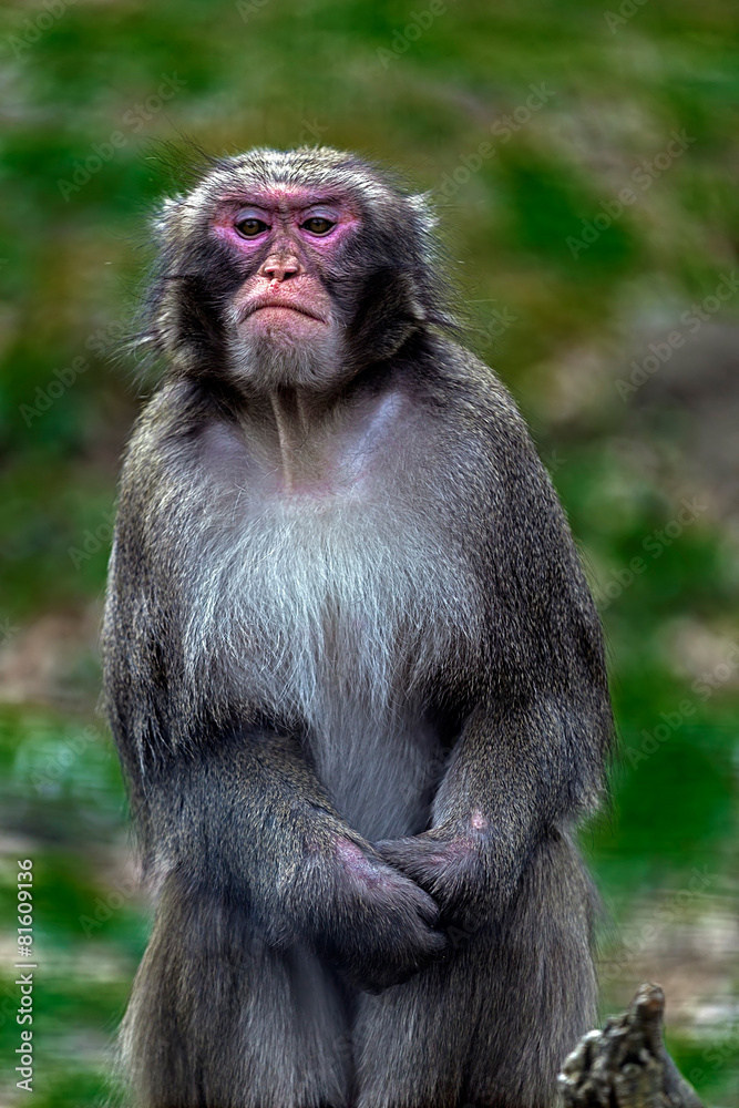 Naklejka premium Portrait of monkey 6