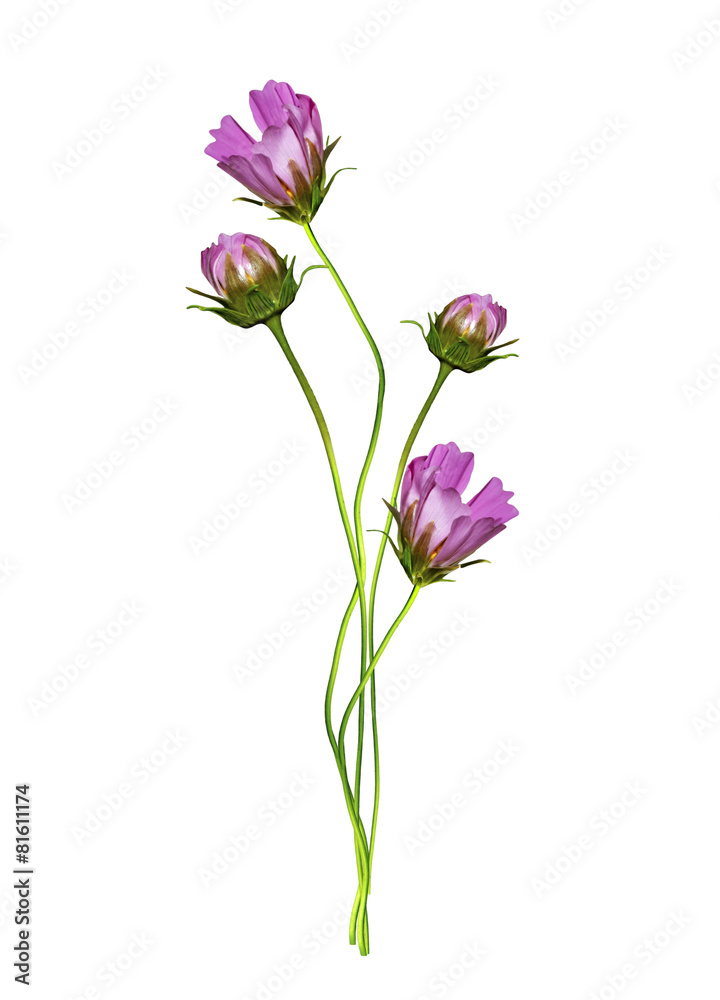 Cosmos flowers isolated on white background Cosmos flowers isolated on white background