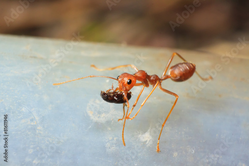 Ants carrying food © beerphotographer