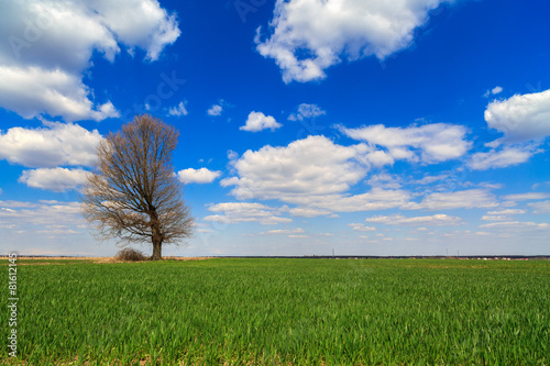 isolated tree in a field of wheat