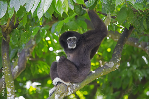 Gibbon Monkey