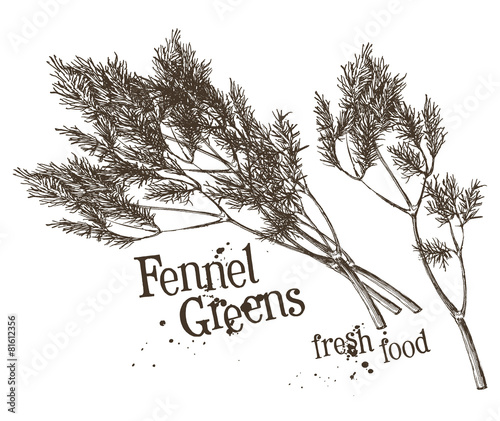 dill, fennel vector logo design template. fresh vegetables, food