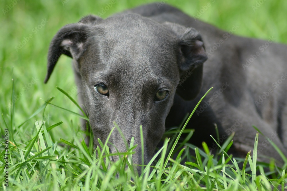 Galgo Espanol Welpe