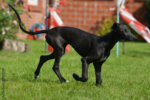 Galgo Espanol Welpe