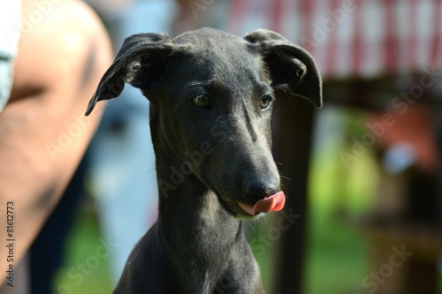 Galgo Espanol Welpe