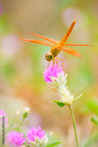 Dragonfly on Globe Amaranth  flowers.