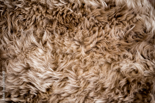 Fur Texture