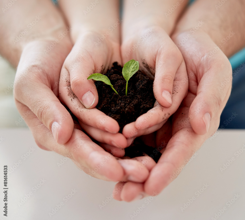close up of father and girl hands holding sprout