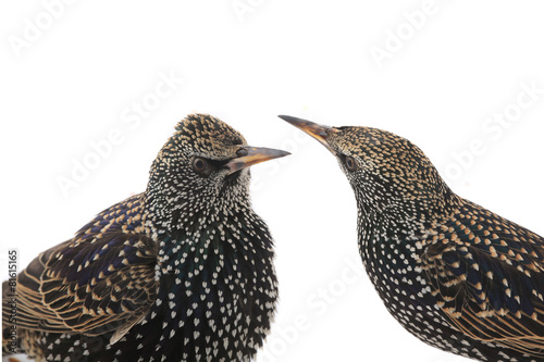 two portrait starling