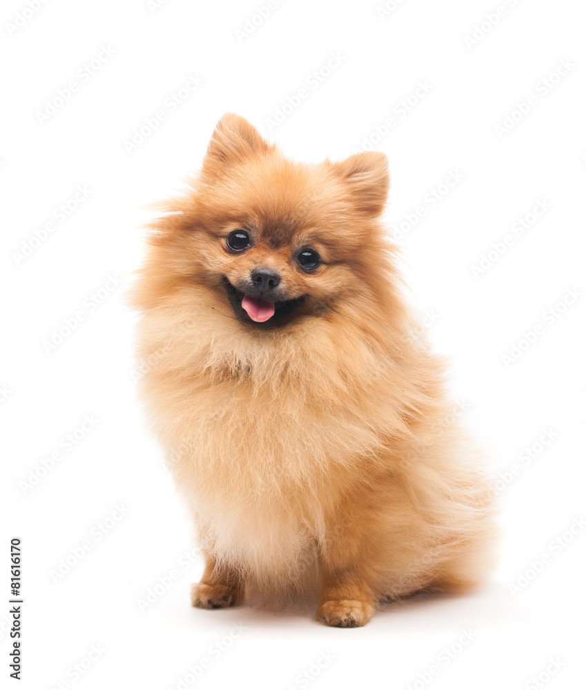 Cute pomeranian spitz Foto, Poster, Wandbilder bei EuroPosters