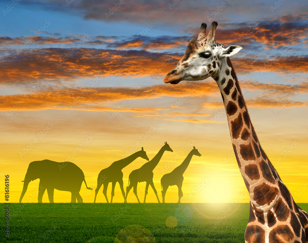Herd of giraffes in the sunset