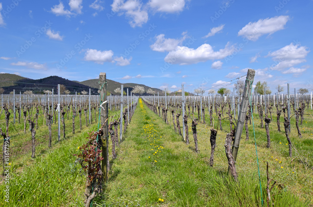 Obraz premium Weinfeld im Frühling