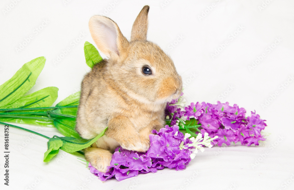 Fototapeta premium Piccolo coniglio seduto tra i fiori viola