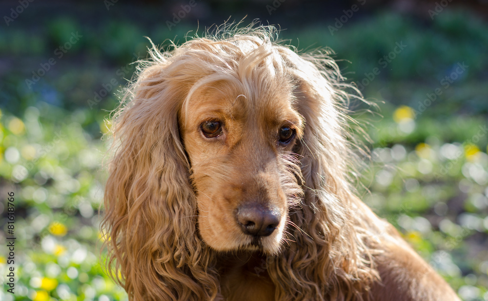 Spaniel Meadow Spaniel Meadow
