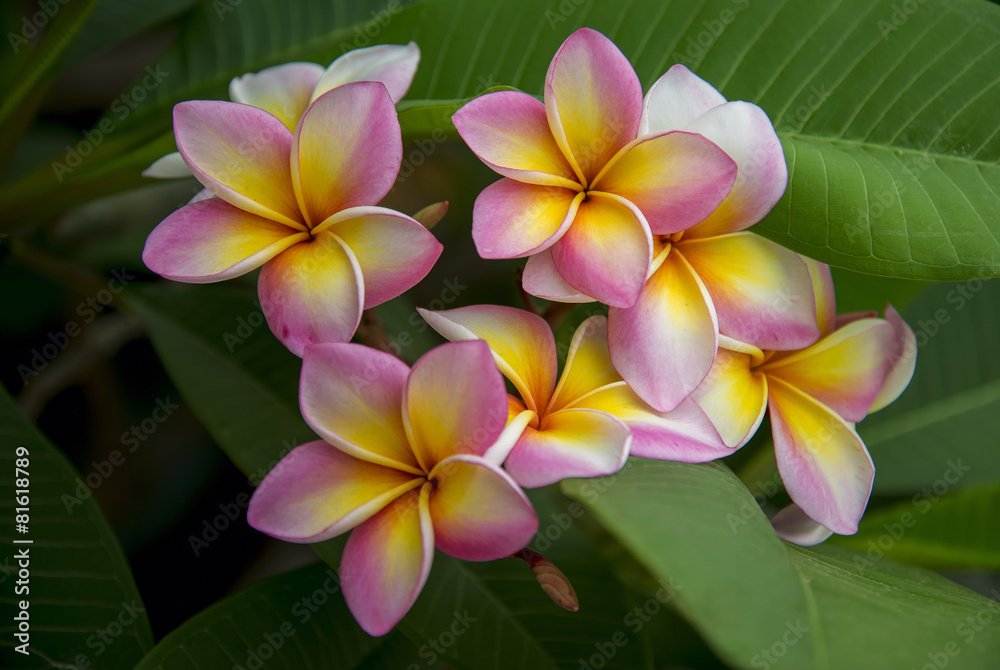 Plumeria. Beautiful pink inflorescence. Plumeria. Beautiful pink inflorescence.