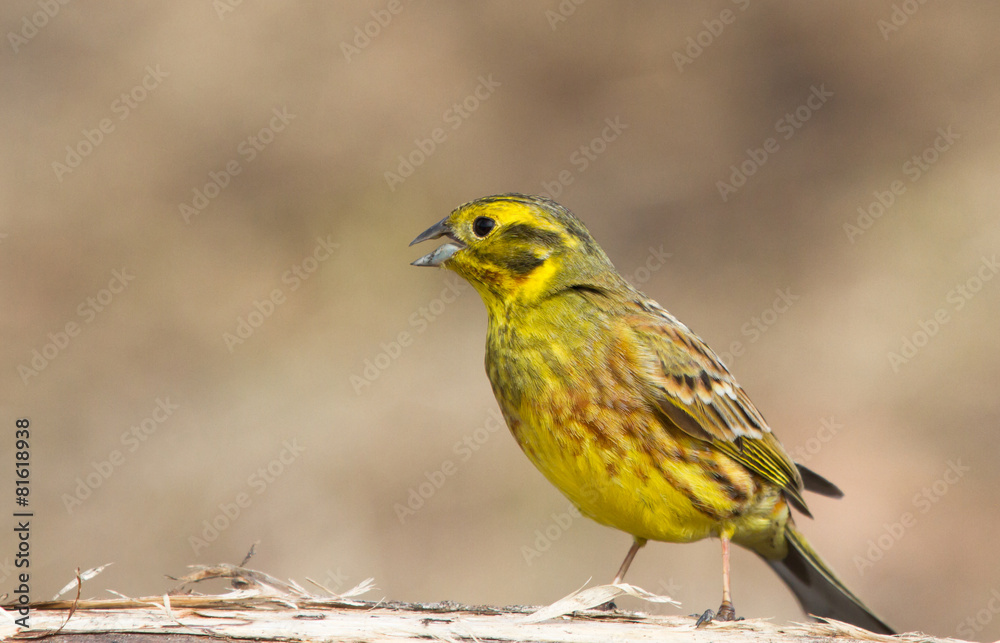 Fototapeta premium Singing Yellowhammer on the log