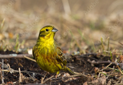 Yellowhammer on the ground