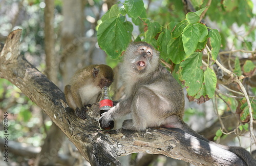 singe de monkey beach © rachid amrous