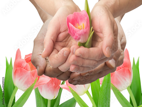 hands with tulips on a white background