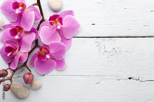 Fototapeta Naklejka Na Ścianę i Meble -  Pink orchid flower.