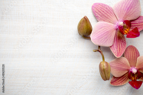 Fototapeta Naklejka Na Ścianę i Meble -  Pink orchid flower.