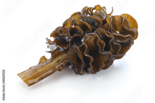 japanese seaweed, mekabu, wakame root on white background photo