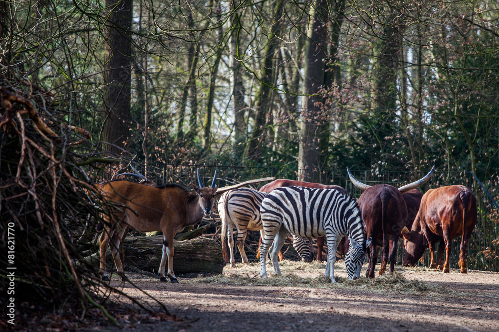 Zebra Zebra