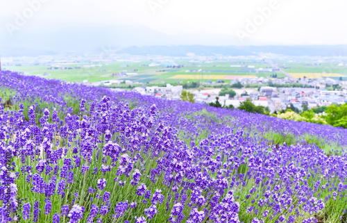 Beautiful lavender field © Javen