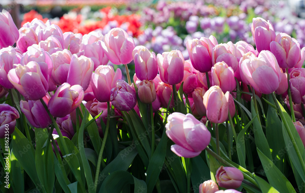 Obraz premium tulips