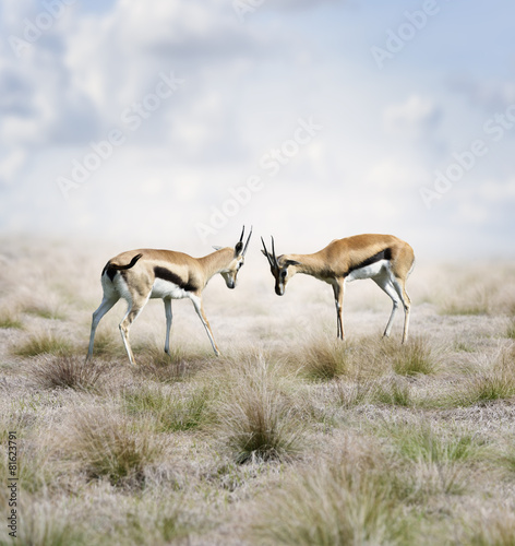 Thomson s Gazelles