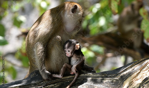 Canvas Print singe de monkey beach