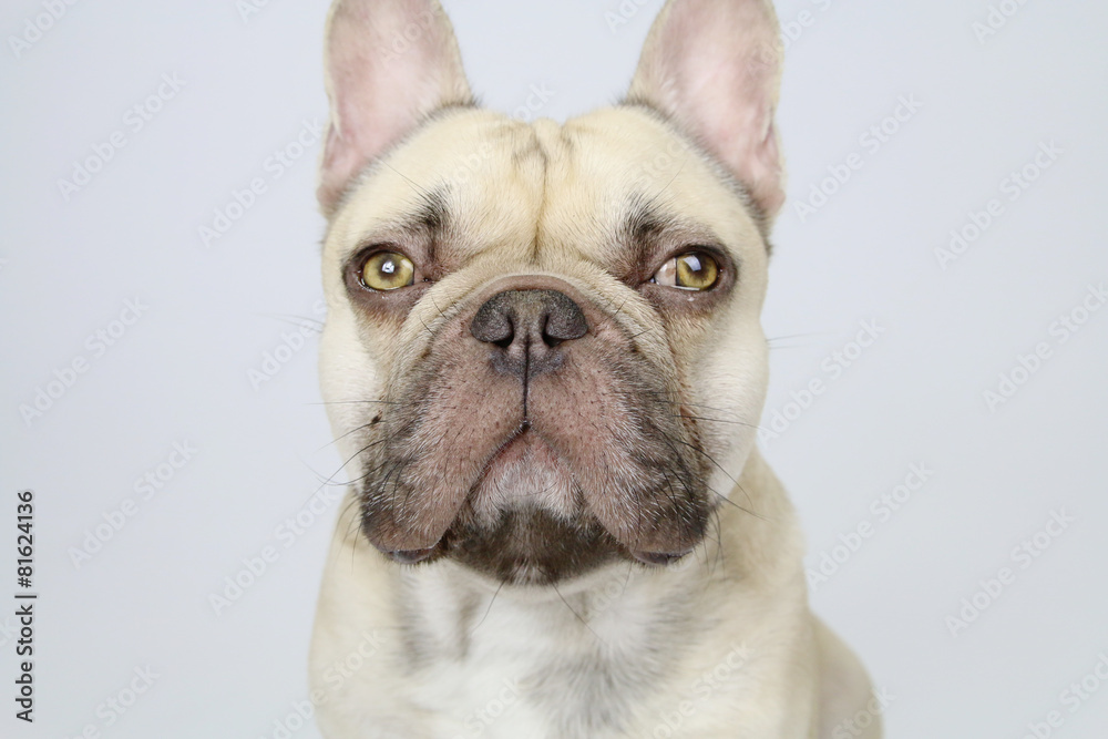 Fototapeta premium cute french bulldog