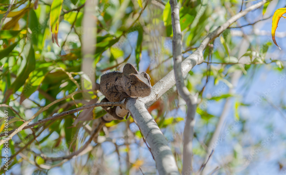Brown Panther Chameleon in Madagascar