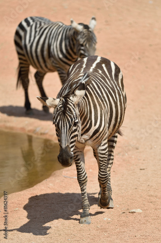 Zebra